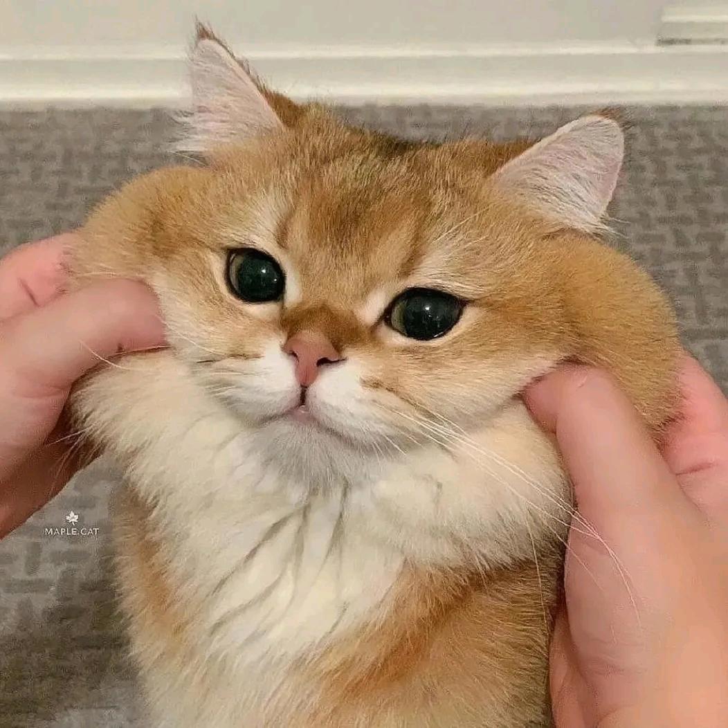 煎饼狗子！