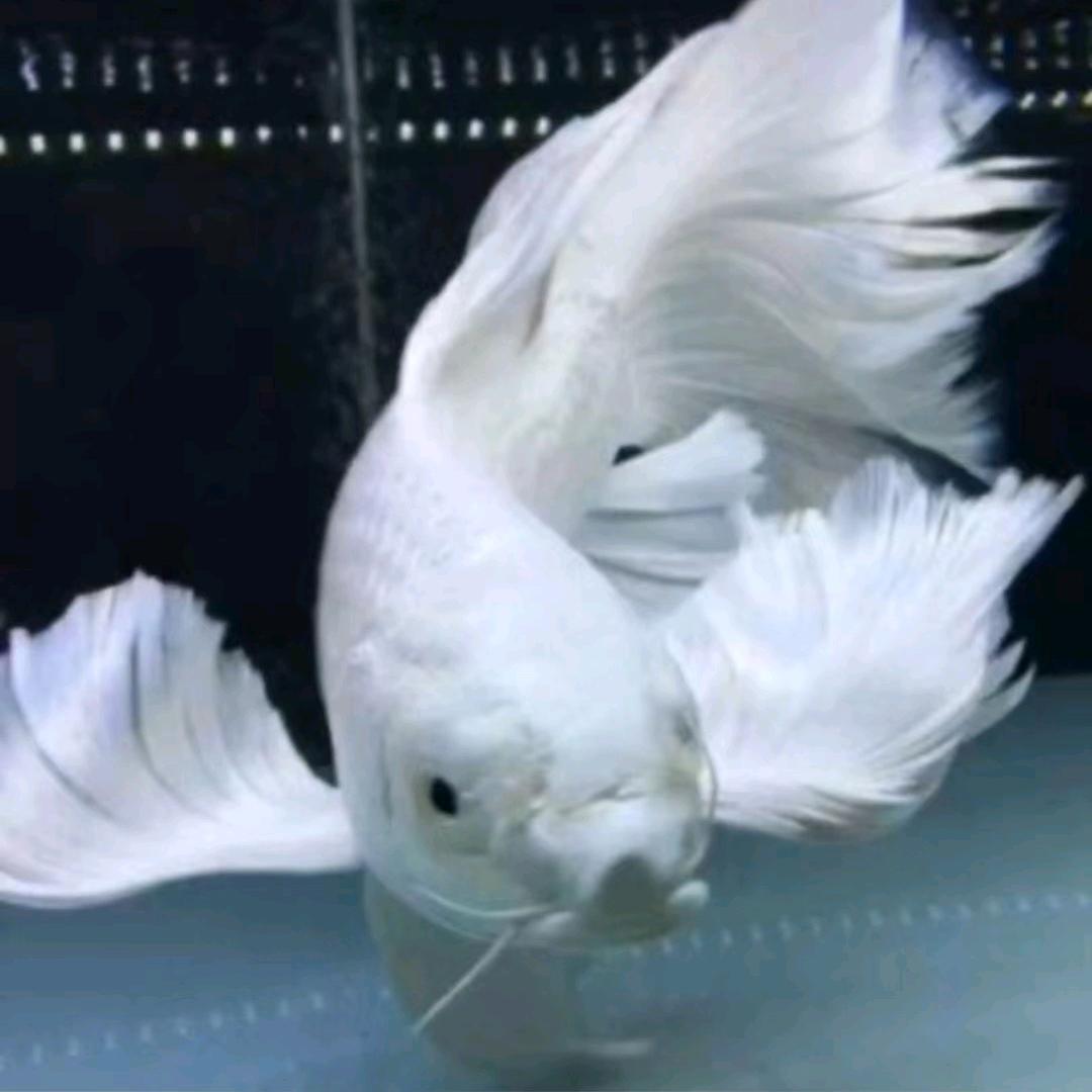 水蝴蝶