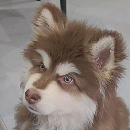 芋泥波波不要芋泥