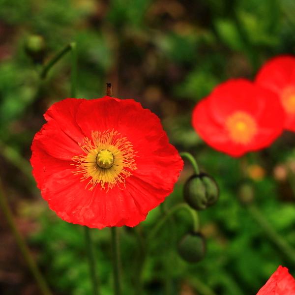 迎春花