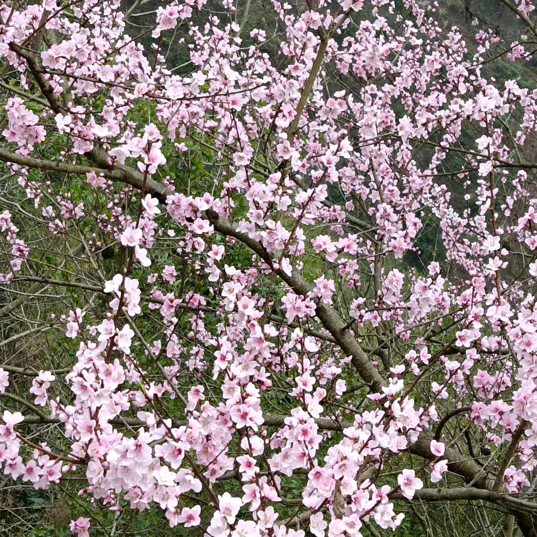 严香
