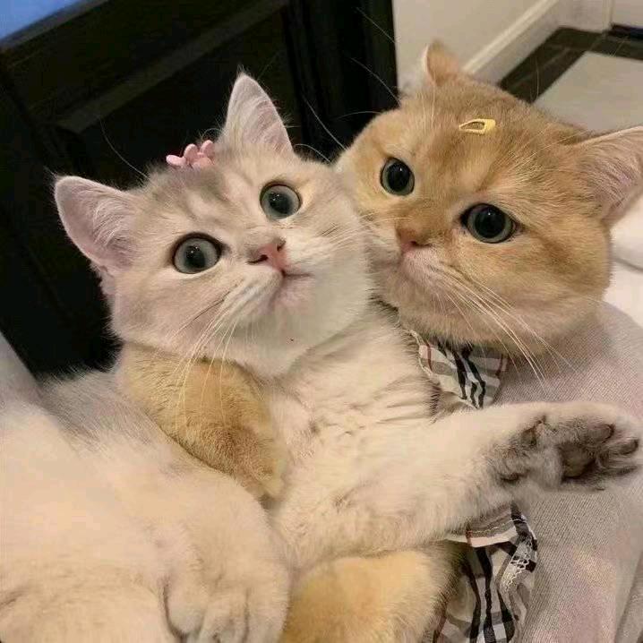 未来的猫界总统