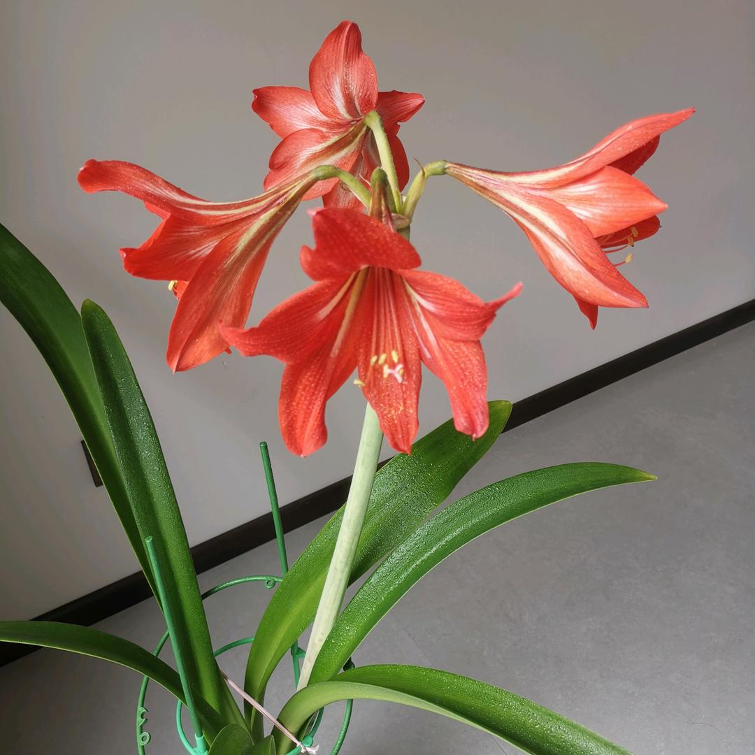 迁西领航驾校玲姐