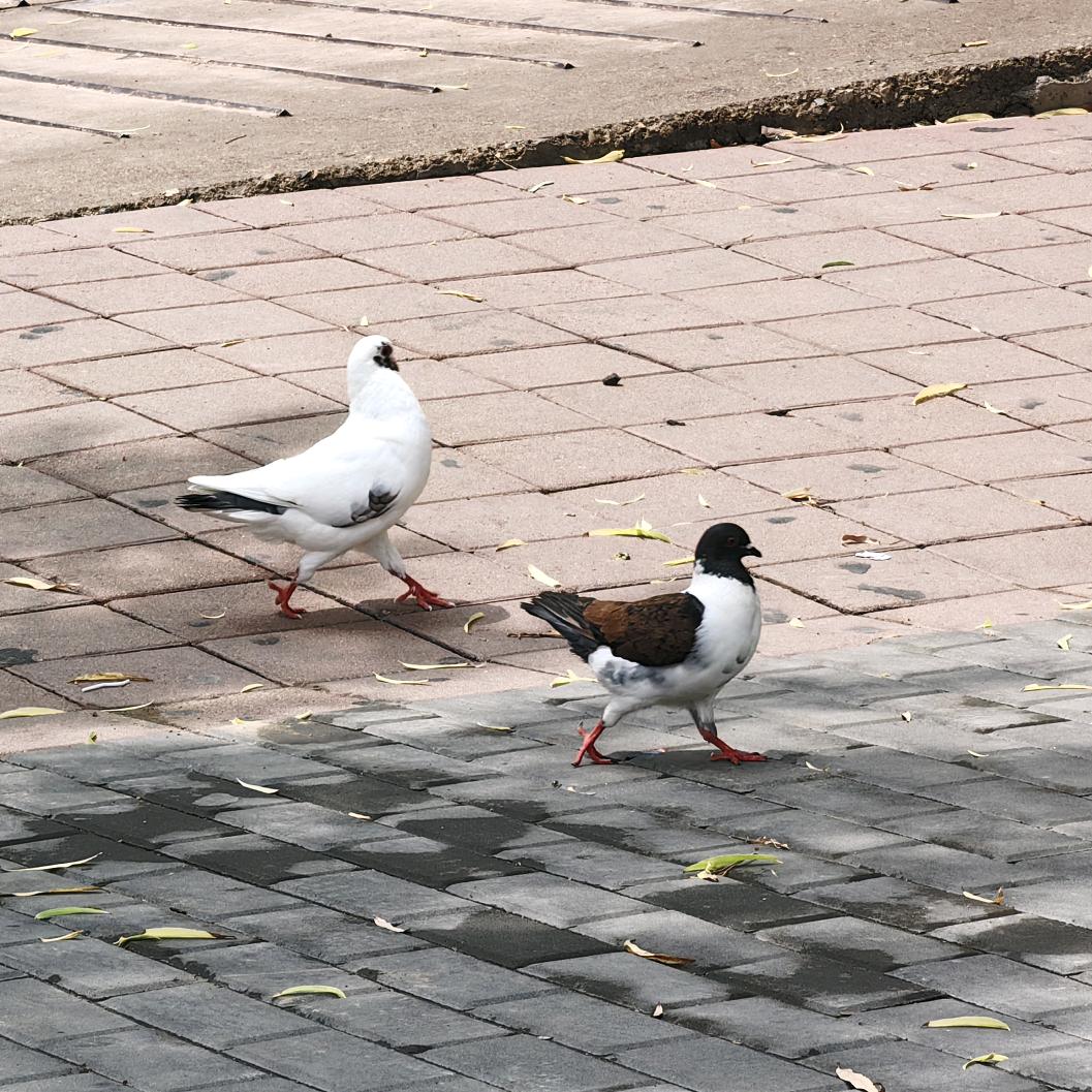 对方正在输入中...