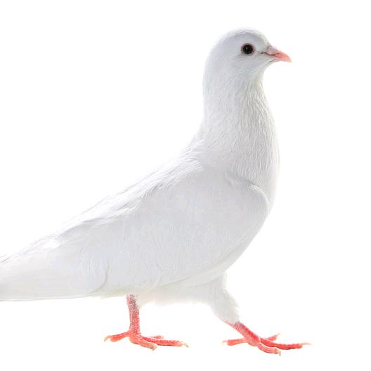 鸽子蛋儿🕊(老鸽子狼人杀)