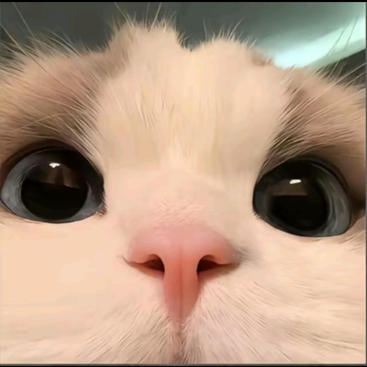 欣柠💖