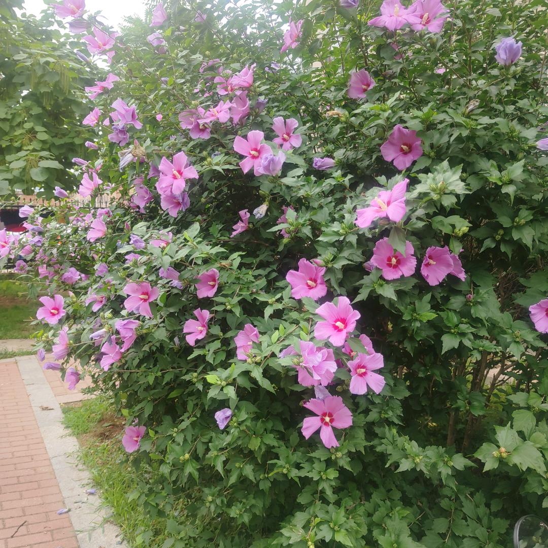 富贵花开🌺
