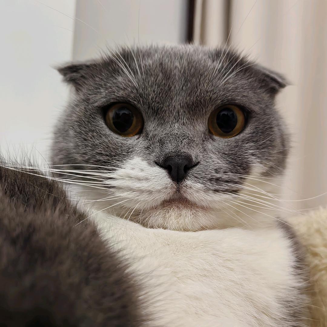 小龟是只胆小猫