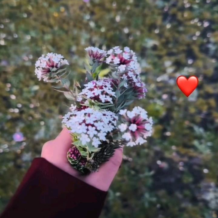 ࿐ cirenji🥀