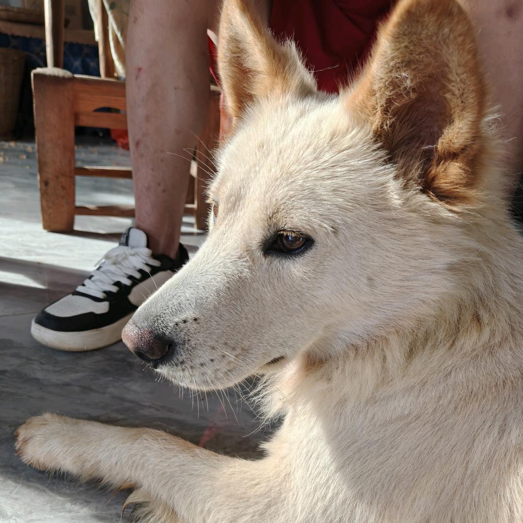 狼王
