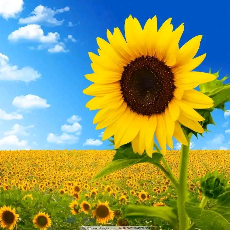 毛老师手法助眠