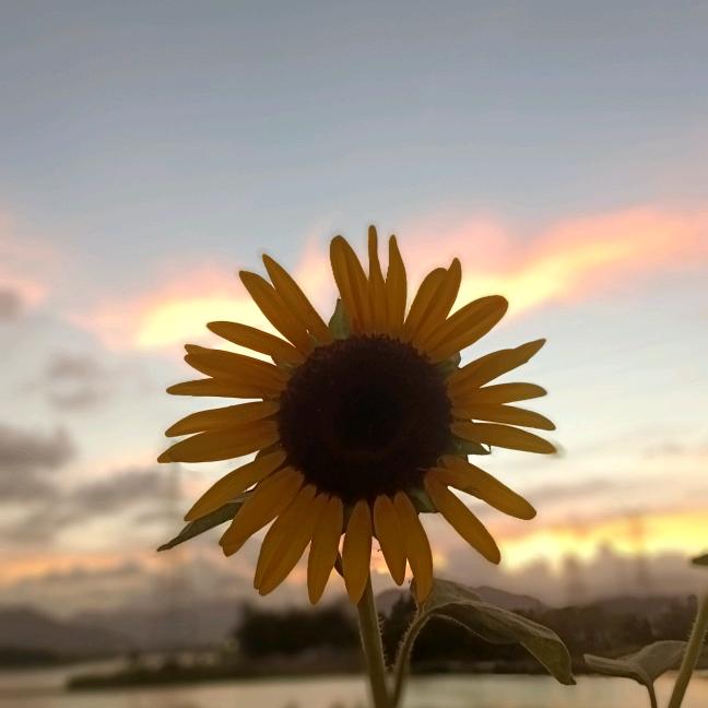 ヾ心颓废゜残花落℡