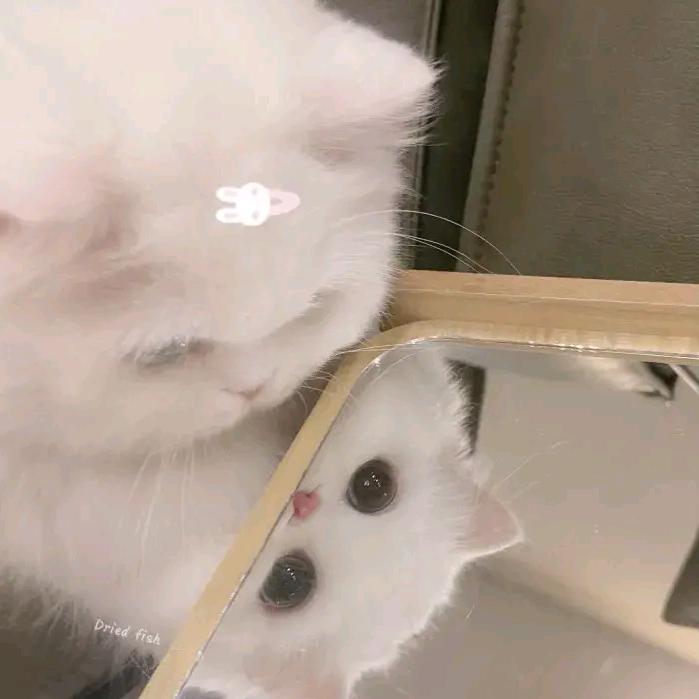 苏荷。。