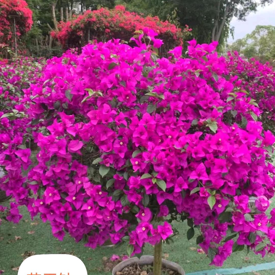 花无缺花卉养护