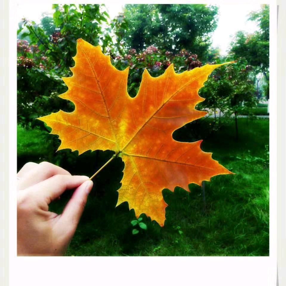 一叶知秋_Serene（拒绝私聊）