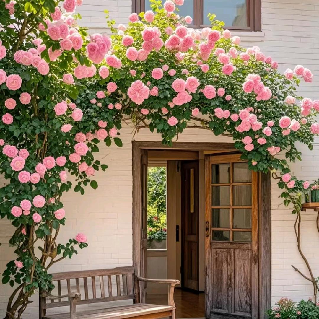 春兰官渡花卉优品小铺