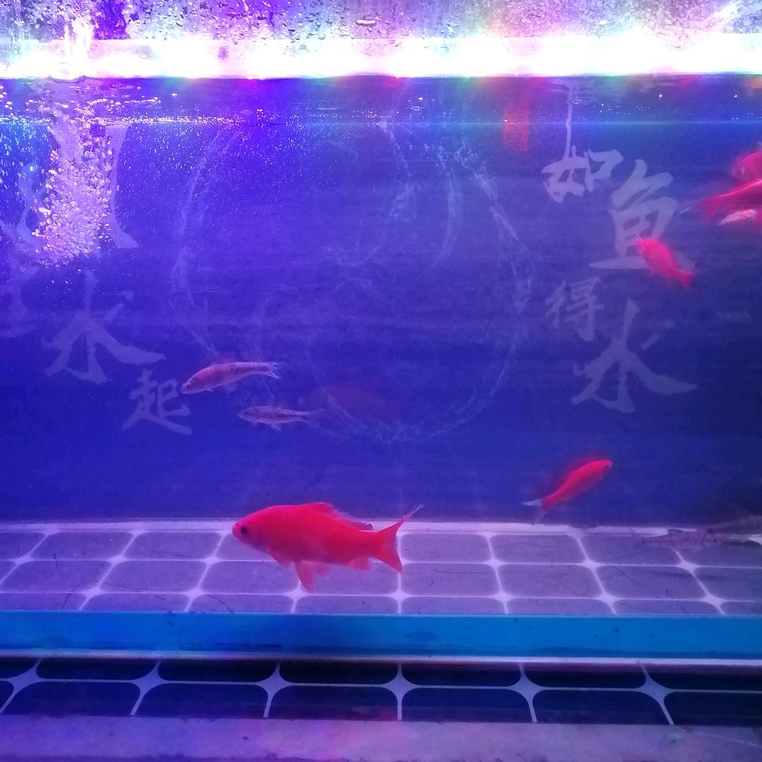 夜钓
