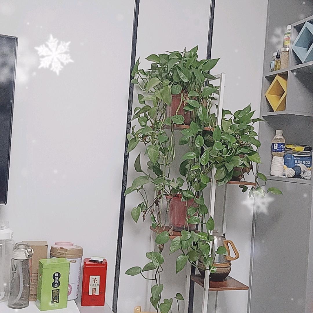小胖哥的生活