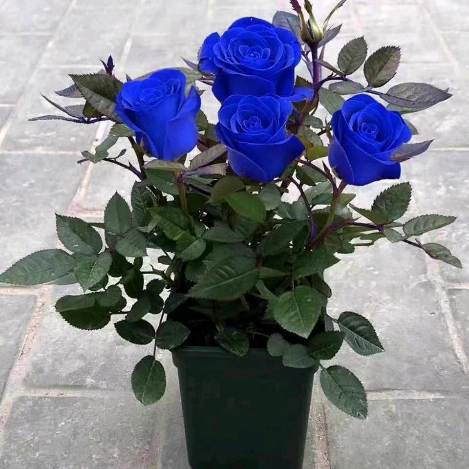 🌺缘♥️🌷浅🍀🦚情🌼🌿深🌾