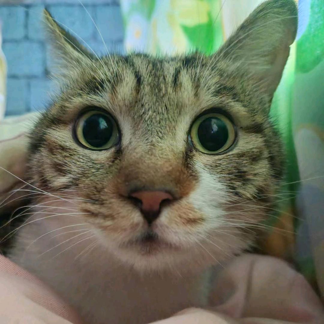 猫狗满屋日常生活记录