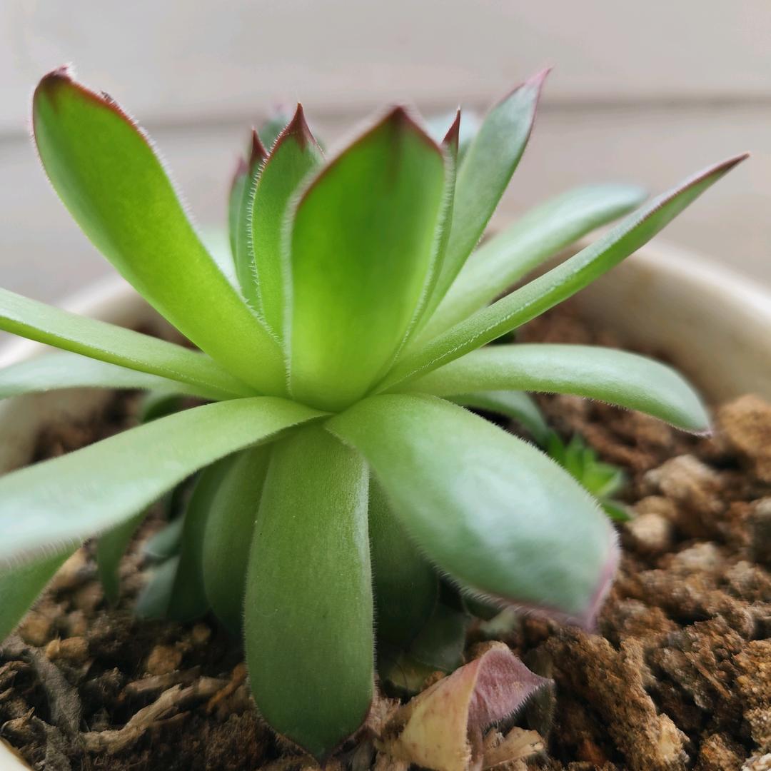 小糊涂