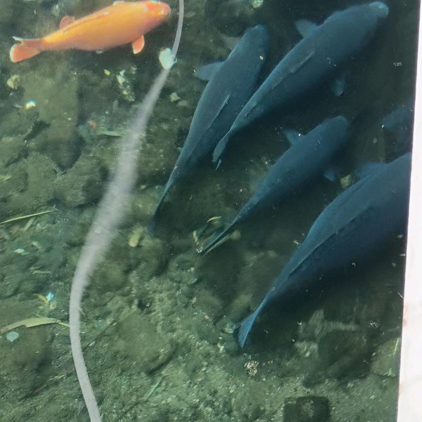 一棵树