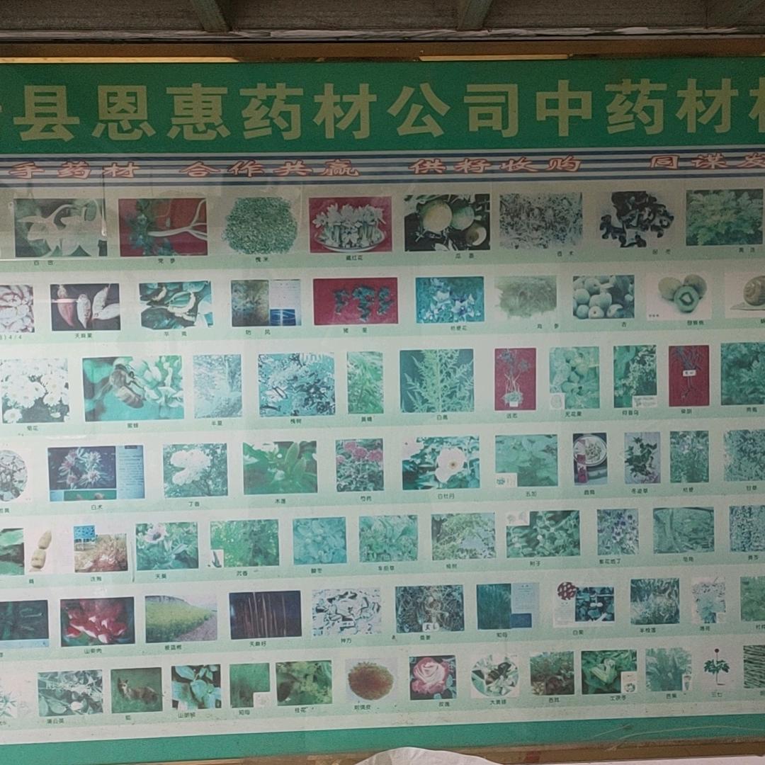 平陆中药材合作社赵鹏