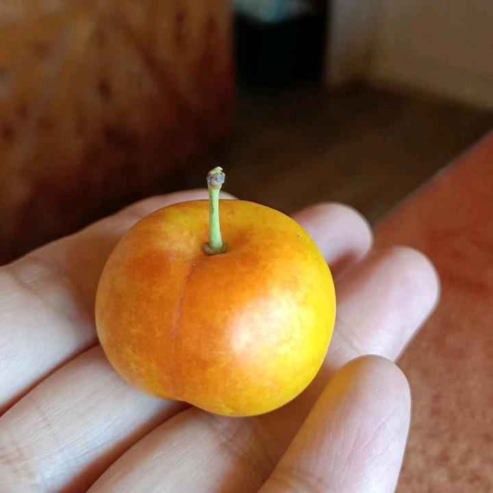 东东的抖音头像