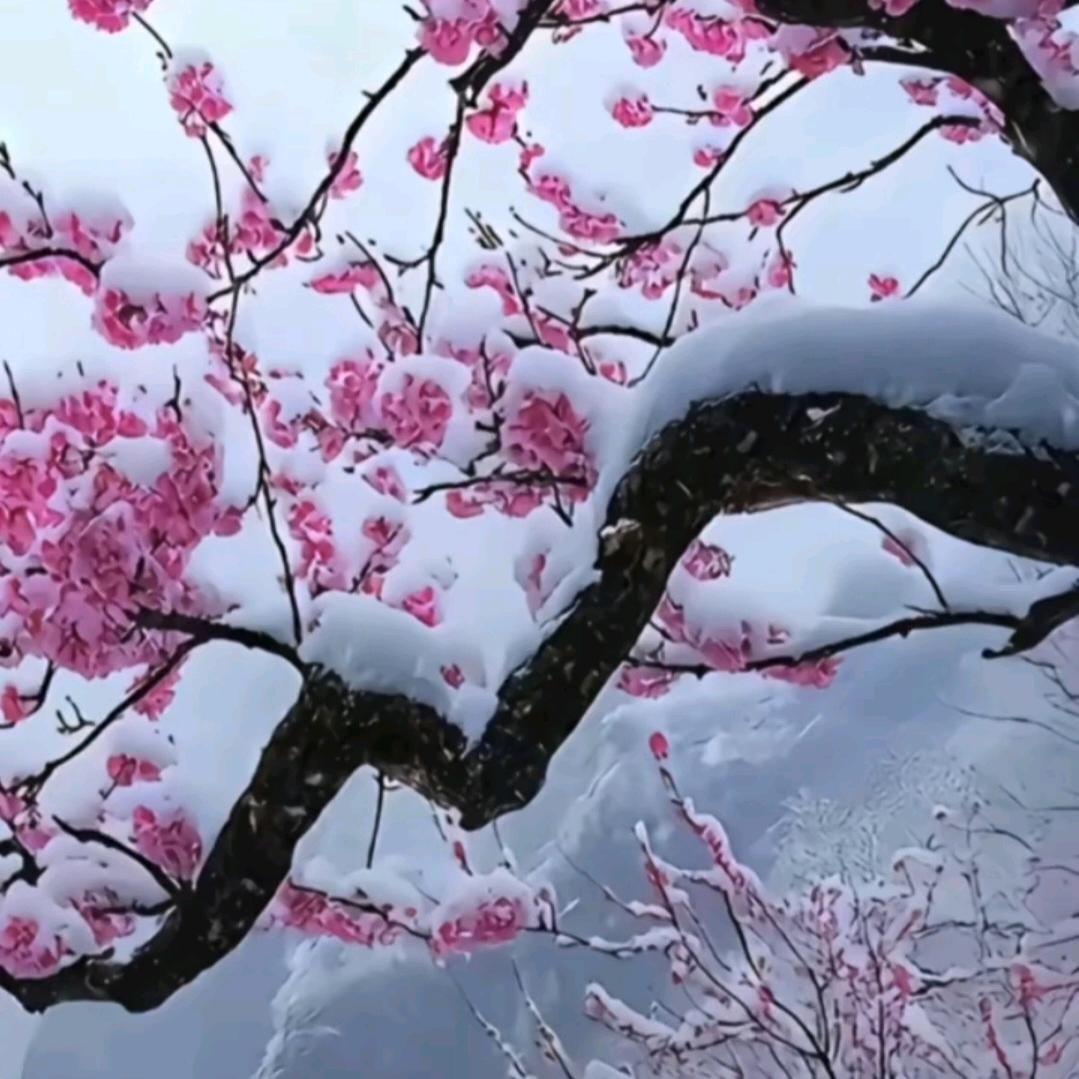 🌸花花✌