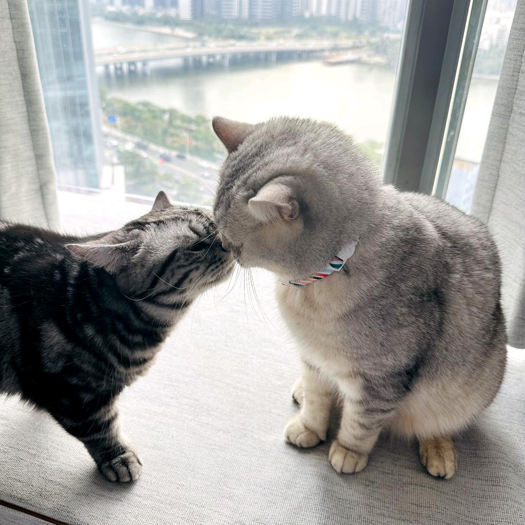香肥仔