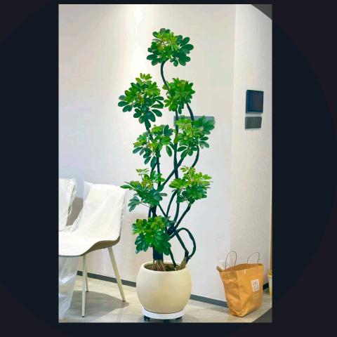 花点时间园艺