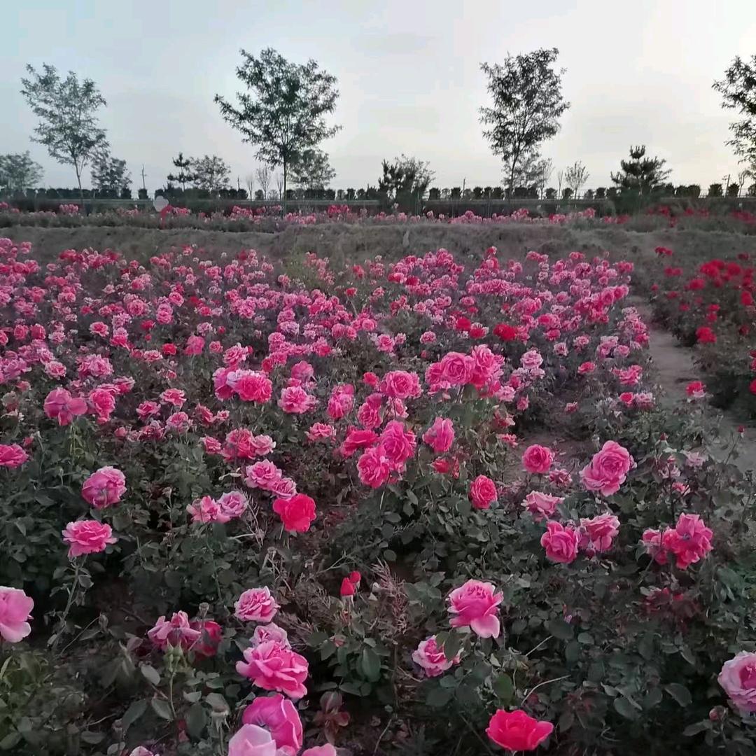 执着（大号晨晨百货早8:30开播）