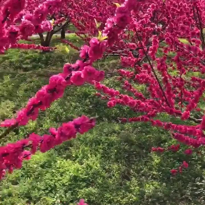 好运姐