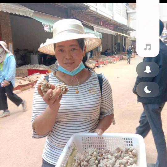 琴琴三七批发三七三七根三七花