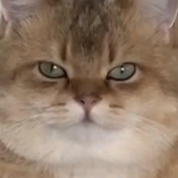 野蛮人卡门（和黎深恋爱中出轨祁煜版）