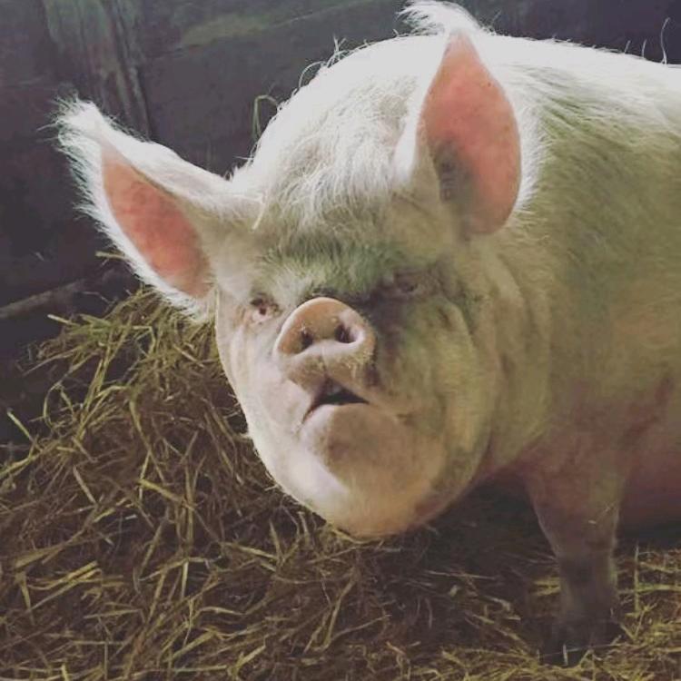 🐷头像