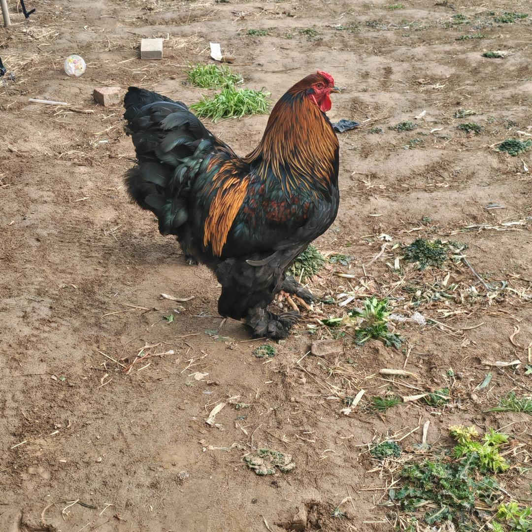 溜达鸡（禽业）