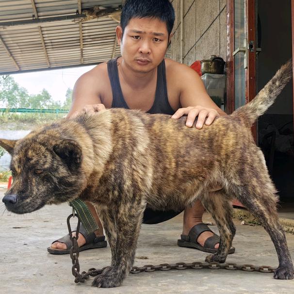 中华田园犬小李