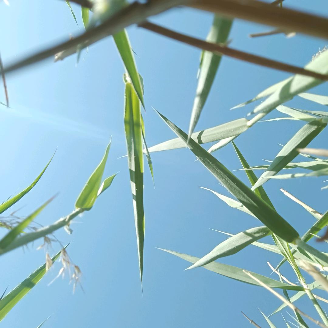 一个多情又无情的人