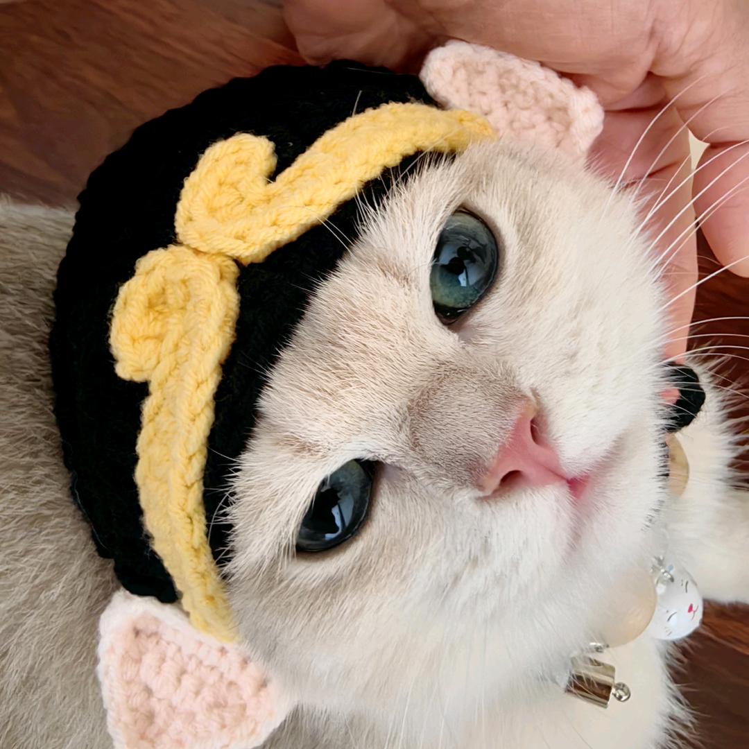 沐夕的猫