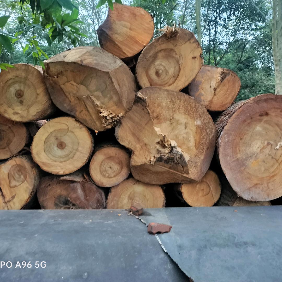 晴天/💘霞姐(鑫森木业)