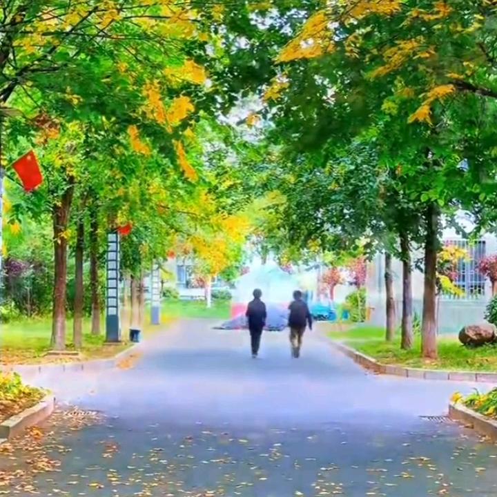 花儿为什么这样红