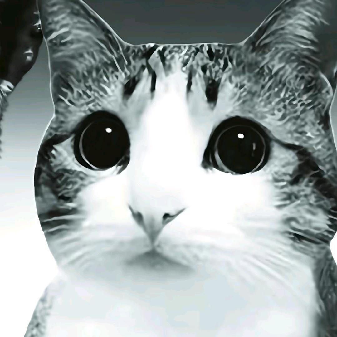 帅气迷人的兔子