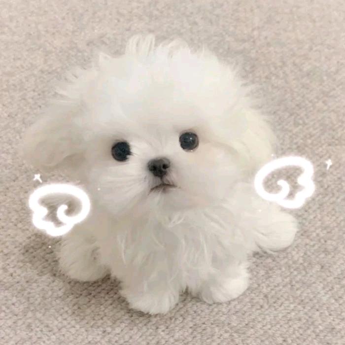 kuru棉花
