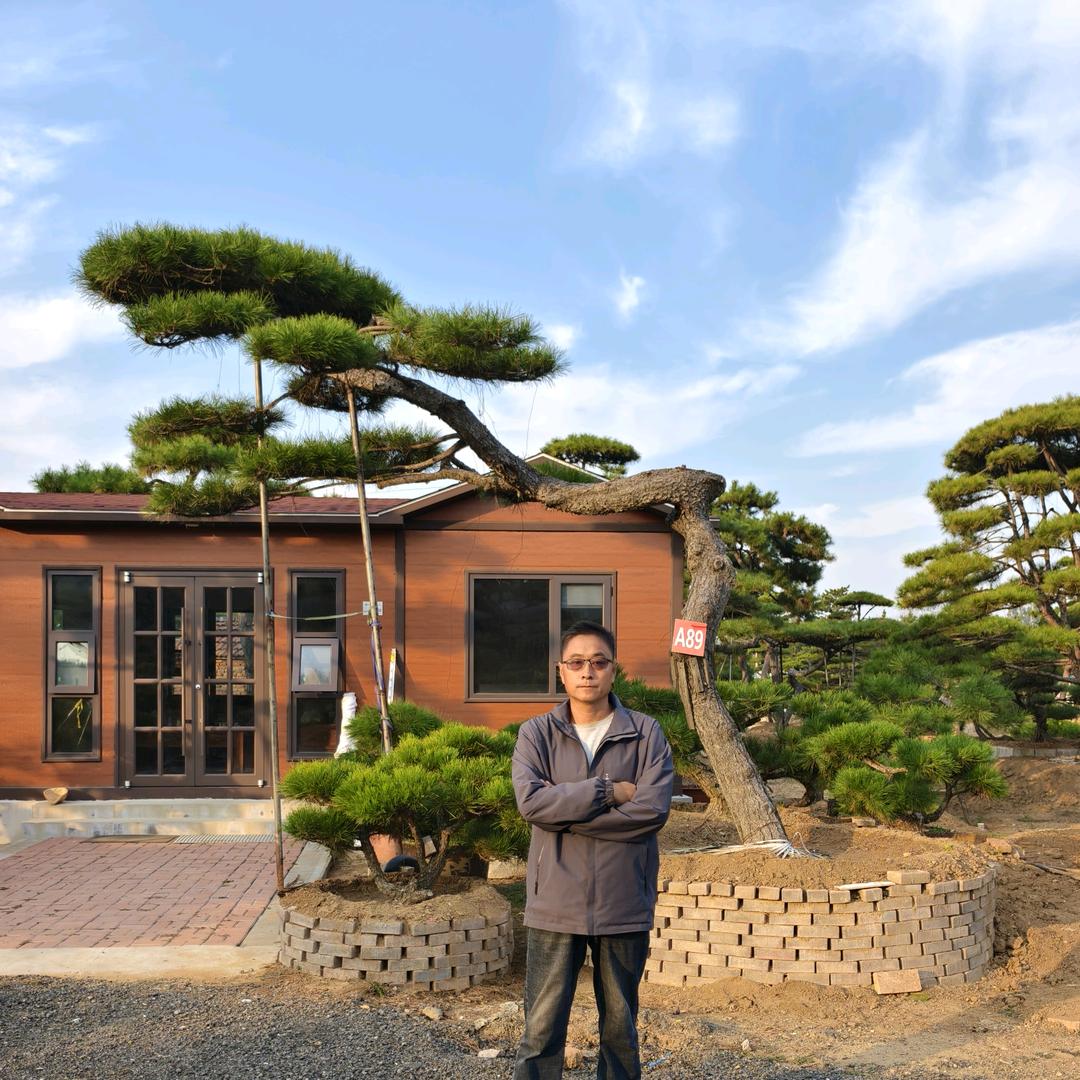 济南万丰园造型松基地