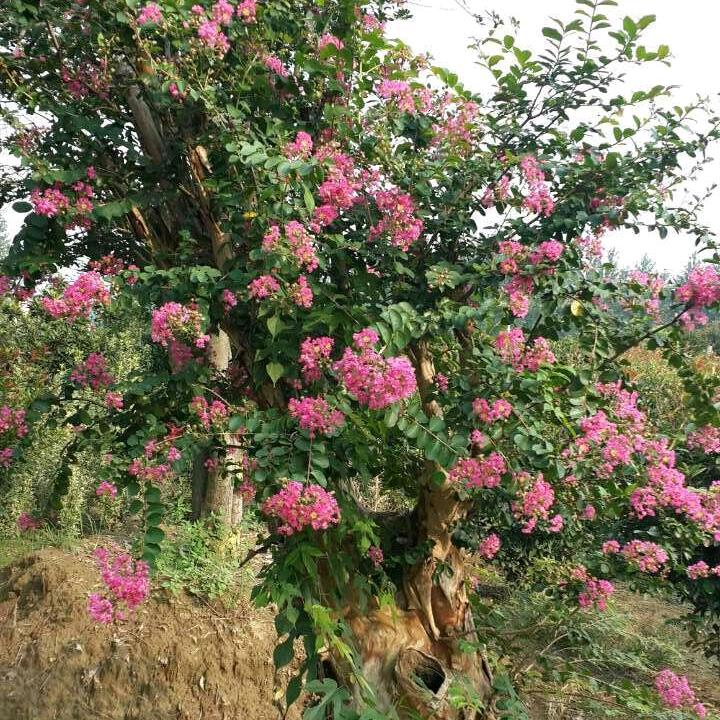 才哥