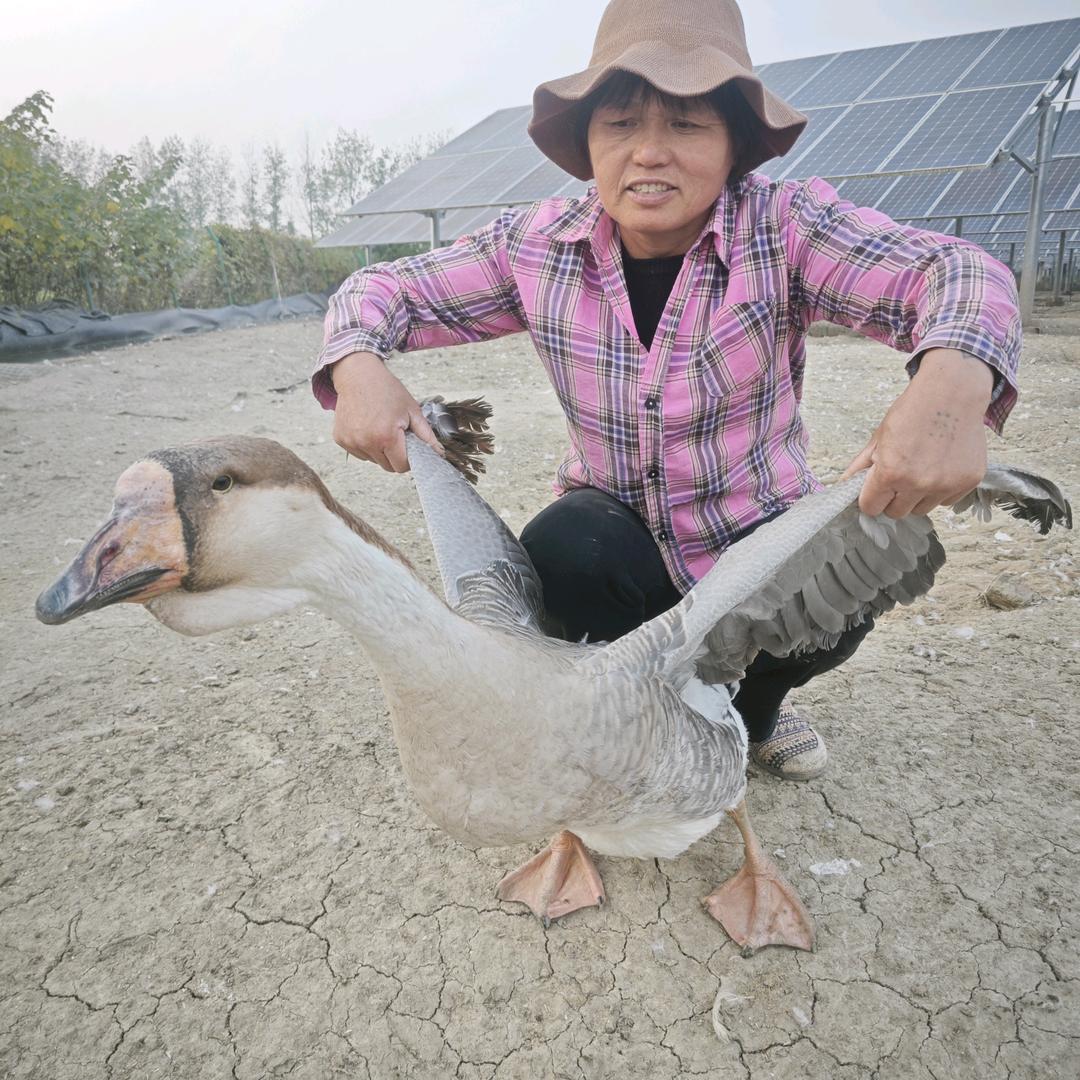 皖美大鹅