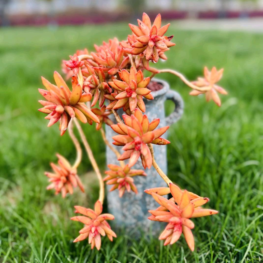 花好鱼圆
