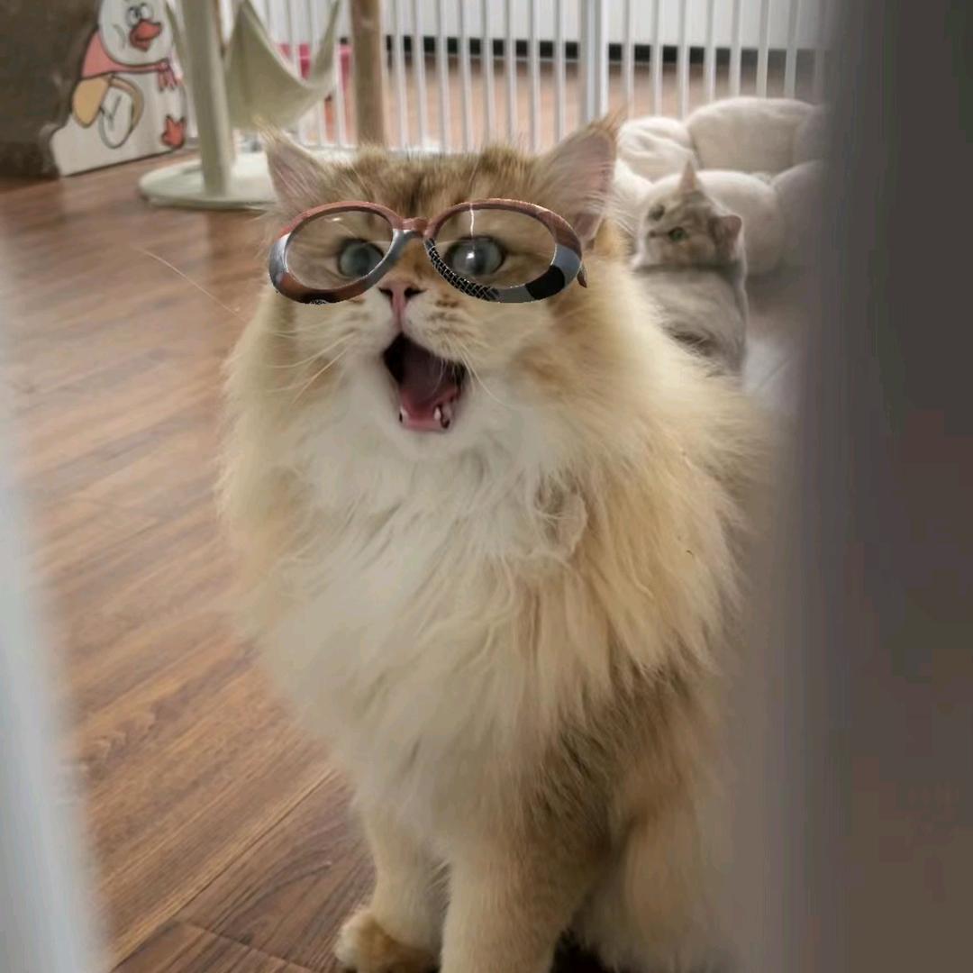 互联网养猫搭子