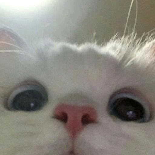 土豆笑王0.O